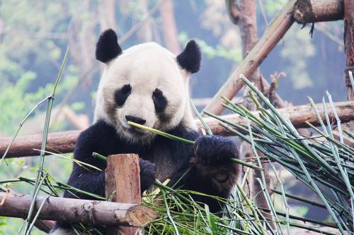 Folyamatosan csökken a pandák élőhelye