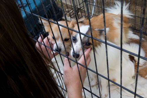 Több mint száz kutyát tartottak mostoha körülmények között Söjtörön