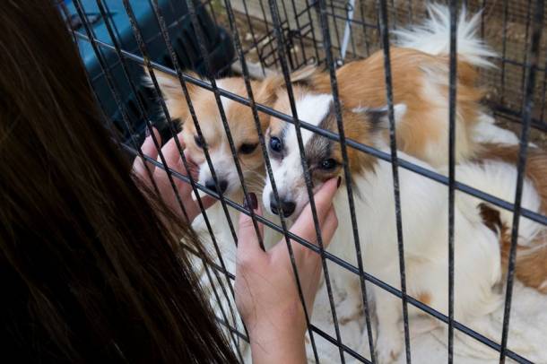 Az állatvédők feljelentése nyomán indult eljárás során szerdán rendőrök jelenléte mellett kezdték meg a kutyatelep felszámolását.
Forrás: MTI
Szerző: Varga György