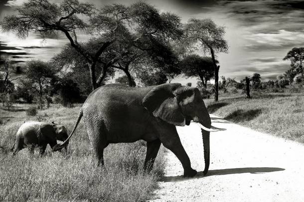 Elefántok - illusztráció
Forrás: www.pexels.com