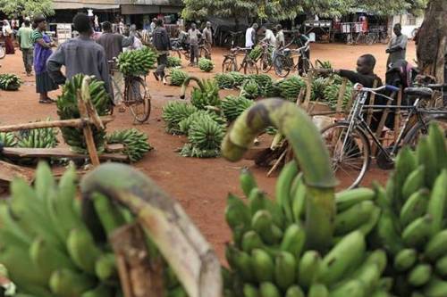 Nemzetközi összefogás a banánt fenyegető veszély ellen