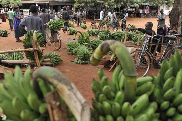 Banánpiac Tanzániában
Forrás: ©FAO
Szerző: Simon Maina
