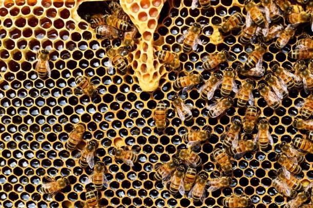Ne felejtsük el: méhek porozzák be a növények 84 százalékát, és a beporzás teszi lehetővé az élelmiszerek 76 százalékának előállítását.
Forrás: www.pexels.com