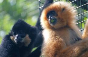 Gibbonmentésben segédkezik a Nyíregyházi Állatpark