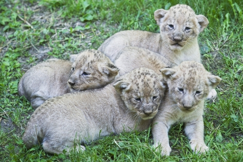 Cseperedik a négy nőstény oroszlánkölyök