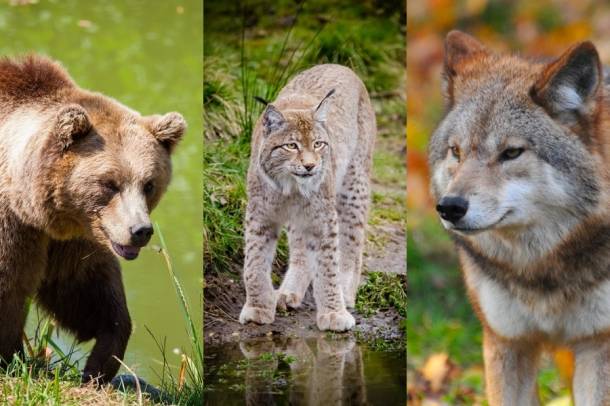 Szaporodó állományokat alkotnak a farkasok és hiúzok, és egyre gyakrabban mutatkoznak a határokon átkóborló medvék
Forrás: pexels.com