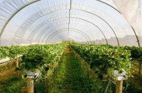 A környezetkímélő mezőgazdasági eljárások egyre népszerűbbé válnak