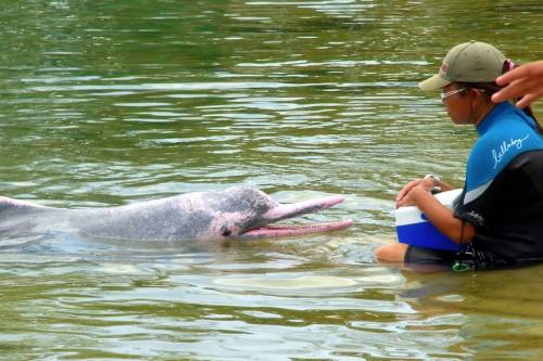 Szivaccsal kedveskedik választottjának a púposhátú delfin