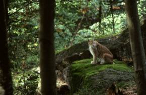 Európa ikonikus vadvilágát és őserdeit fenyegeti a környezeti bűnözés