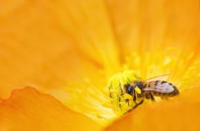 A méhészek 4,7 millió euró támogatást kapnak