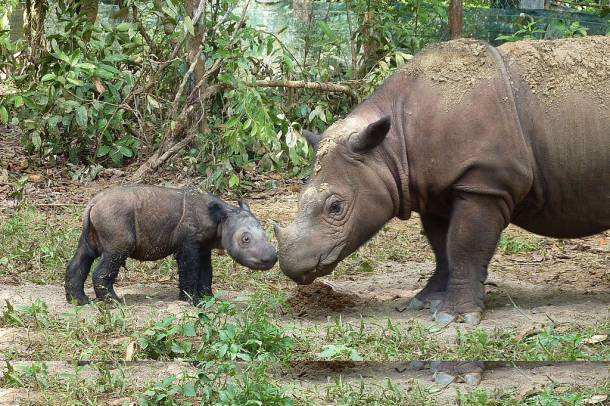 Szumátrai orrszarvú
Forrás: commons.wikimedia.org
Szerző: International Rhino Foundation