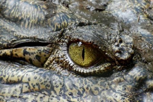 Krokodilt találtak Melbourne utcáin