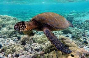 Melegszik az óceán, már alig vannak hím teknősök