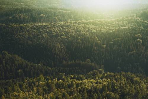 50 millió őshonos fát ültetnek! - Anglia történetének második legnagyobb faültetési programjára készül