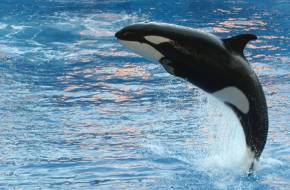 Az összes delfint szabadon fogják engedni az "orosz cetbörtönből"