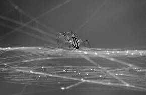 A pókok evolúciójának hiányzó láncszemét fedezték fel