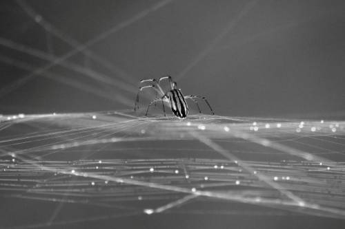 A pókok evolúciójának hiányzó láncszemét fedezték fel