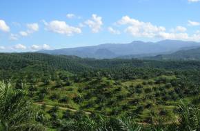 Malajzia szerint a pálmaolaj bioüzemanyagként való felhasználásának betiltása az EU-ban "termény apartheidizmus"