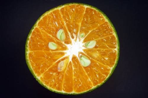 Minden citrusféle őse egyetlen helyről származik