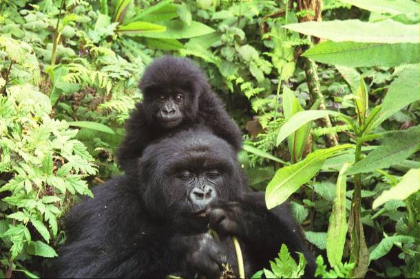 Gorilla
Forrás: en.wikipedia.org
Szerző: mrflip