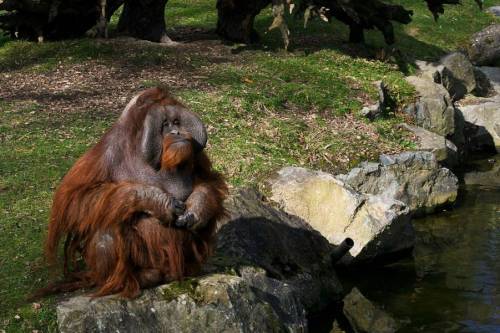 Vér tapad a pálmaolajhoz: Több mint 100 ezer orangutánt gyilkoltak le csak Borneón, az elmúlt 16 évben