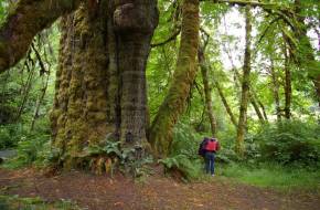 A Föld "legmagányosabb fája" jelezheti a legújabb földtörténeti kor, az "ember kora" kezdetét