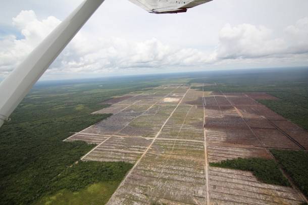 A Borneón készült légifelvételeken jól látható az erdőirtás mértéke
Forrás: www.flickr.com