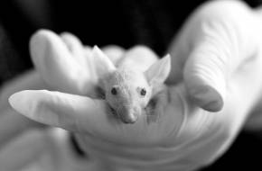 A kozmetikai állatkísérletek globális beszüntetését követelik