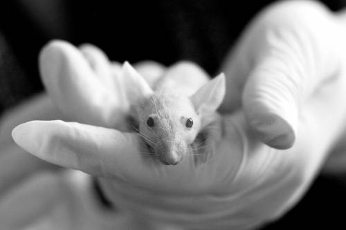 A kozmetikai állatkísérletek globális beszüntetését követelik
