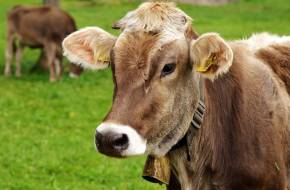Az élővilág védelme érdekében az emberiségnek vissza kell szorítania a hús- és tejtermékfogyasztását