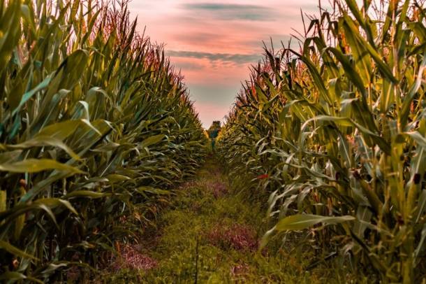 Kukoricaföld
Forrás: pixabay.com