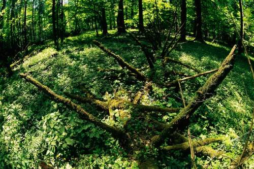 Európai Bíróság: Uniós jogot sért a faritkítás kiterjesztése a bialowiezai erdőben