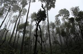 Az esőerdők kiirtásának újabb hozadéka
