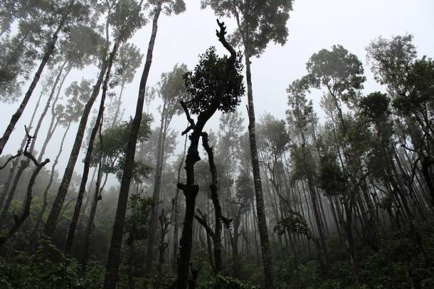  Az esőerdők kiirtásának újabb hozadéka
Forrás: pixabay.com