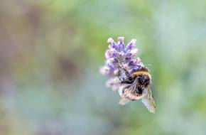 A Nébih a méhek védelmében ellenőrzi a növényvédelmi szerek használatát