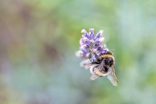 A Nébih a méhek védelmében ellenőrzi a növényvédelmi szerek használatát