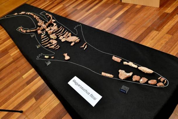 A Gerecsében felfedezett 180 millió éves őskrokodil maradványai
Forrás: MTVA - Illyés TIbor
Szerző: Illyés Tibor