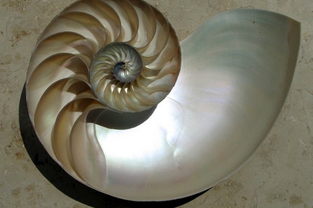 Csigaházas polip - Nautilus (szerző: Chris 73)
Forrás: commons.wikimedia.org