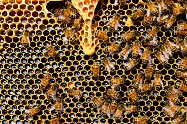 A méheket nagy veszély fenyegeti az éghajlatváltozás, az intenzív mezőgazdaság, a rovarirtó szerek, a biológiai sokféleség csökkenése és a környezetszennyezés együttes hatásai miatt.
Forrás: www.pexels.com