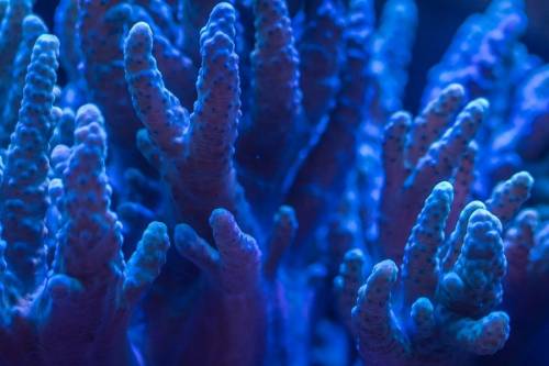 Japán legnagyobb korallzátonyának mindössze egy százaléka egészséges