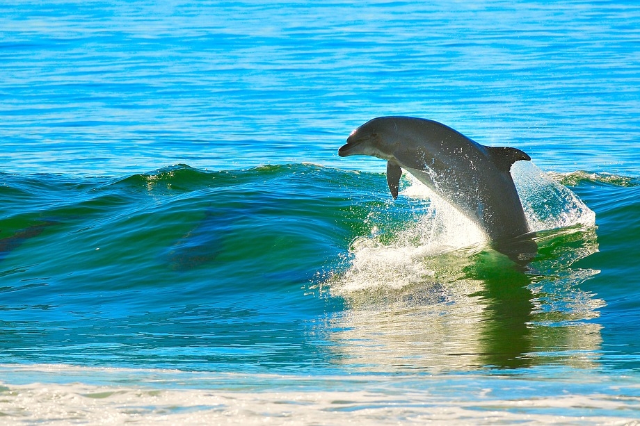 delfin és az emberi látás
