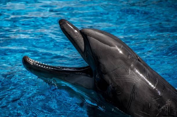 Delfinek - az élet védelmezői
Forrás: pixabay.com