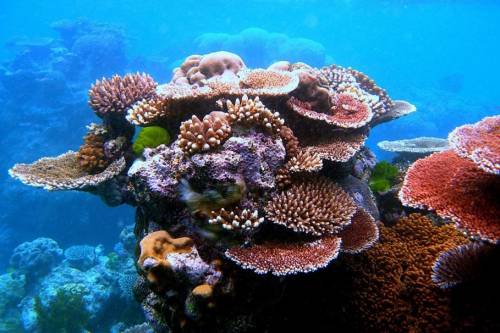 Elképesztő pusztulás az ausztrál Nagy-korallzátonynál