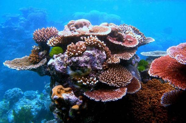 Az északi zátonyokon a korallborítás csaknem fele odaveszett
Forrás: commons.wikimedia.org
Szerző: Toby Hudson