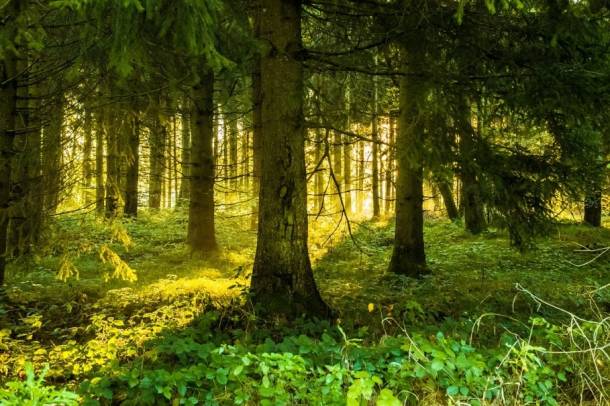 Megoldást jelenthet az, hogy szárazabb éghajlaton honos fajok szaporító anyagát is felhasználják az erdősítésnél
Forrás: pixabay.com