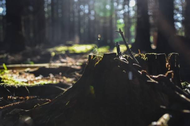 A szakemberek egyebek között az erdők újratelepítésére szólítottak fel a főemlős-populáció megőrzése érdekében
Forrás: pixabay.com