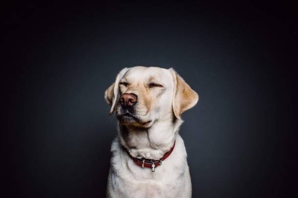 A családban élő kutyák aktívabbak, ingerlékenyebbek és agresszívabbak más kutyákkal szemben, erősebb bennük a zsákmányolási hajlam is
Forrás: www.pexels.com
