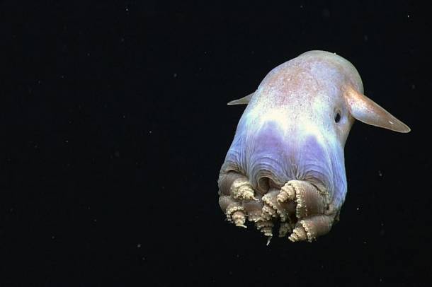 Dumbó polip (Grimpoteuthis)
Forrás: commons.wikimedia.org
Szerző: NOAA Okeanos Explorer