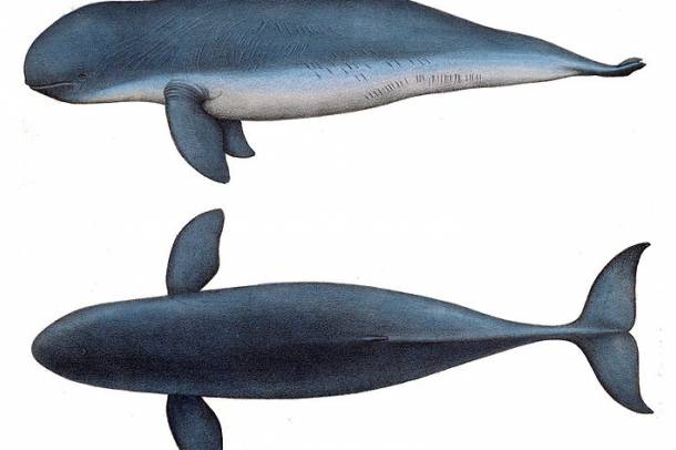 Kúposfejű delfin - módosított kép (Orcaella brevirostris)
Forrás: commons.wikimedia.org
Szerző: C. Berjeau