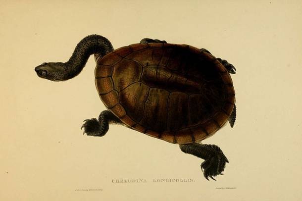 Közönséges kígyónyakú teknős (Chelodina longicollis)
Forrás: commons.wikimedia.org
Szerző: Biodiversity Heritage Library